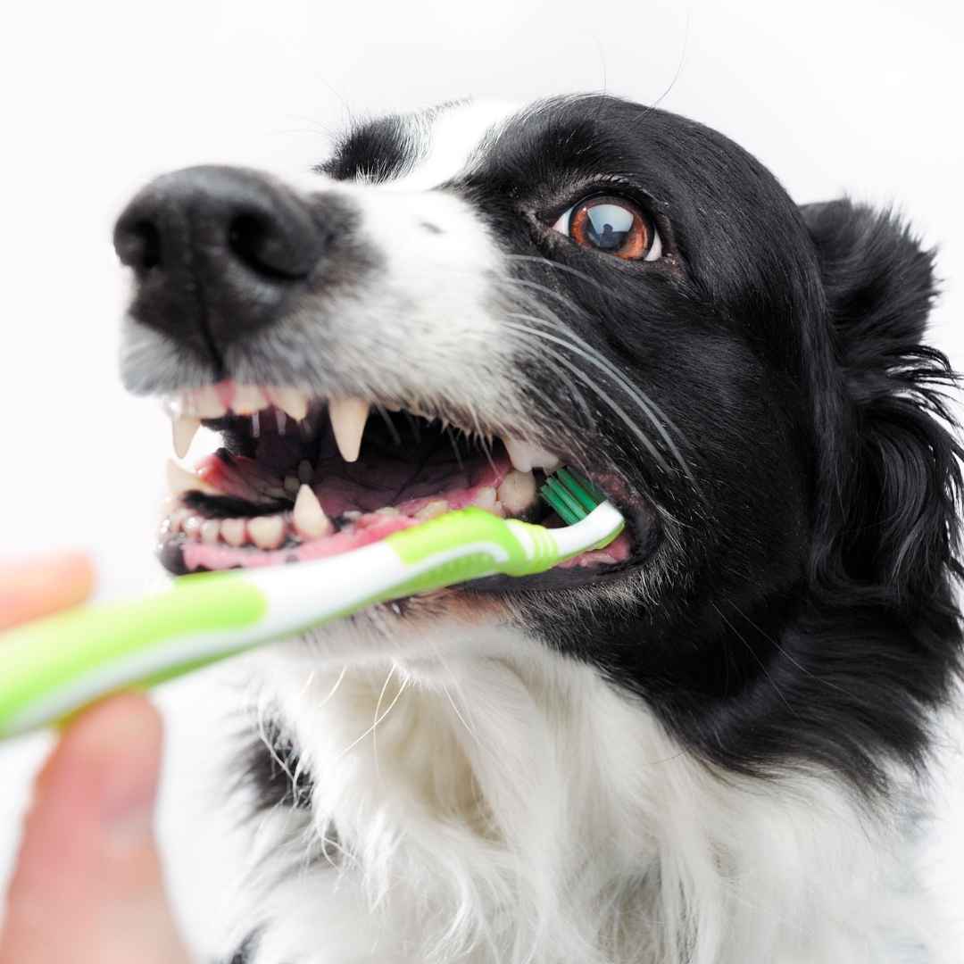 Гігієна порожнини рота