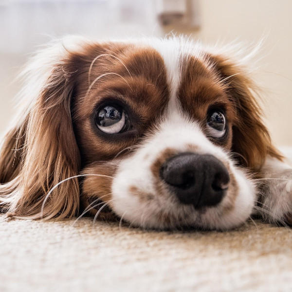 Спеціалізовані послуги